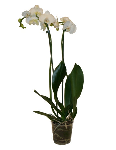 Orkidé Vit